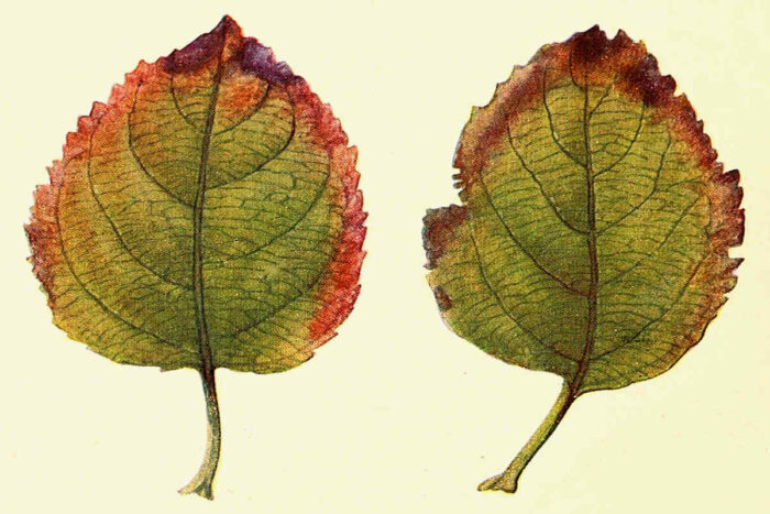 "Leaf displaying potassium deficiency symptoms with yellowing edges and brown necrotic spots.