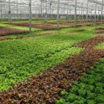 Hydroponic crops growing in a greenhouse with different plant varieties.