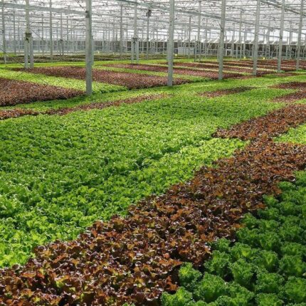 Hydroponic crops growing in a greenhouse with different plant varieties.