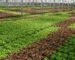 Hydroponic crops growing in a greenhouse with different plant varieties.