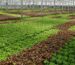 Hydroponic crops growing in a greenhouse with different plant varieties.