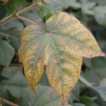 "Leaf displaying potassium deficiency symptoms with yellowing edges and brown necrotic spots.