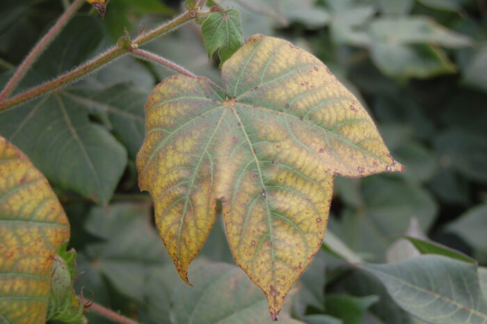 "Leaf displaying potassium deficiency symptoms with yellowing edges and brown necrotic spots.