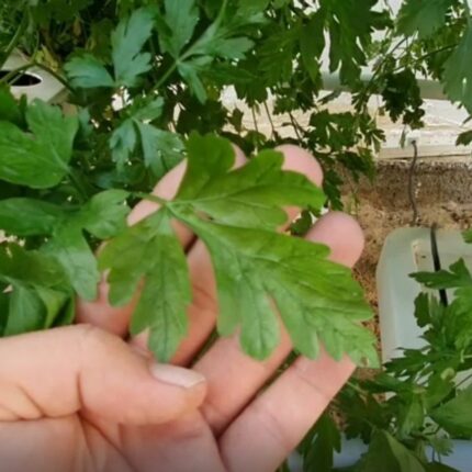 MaxGrow Hydroponic Nutrient Solution bottles A and B for optimal plant growth in hydroponic systems.