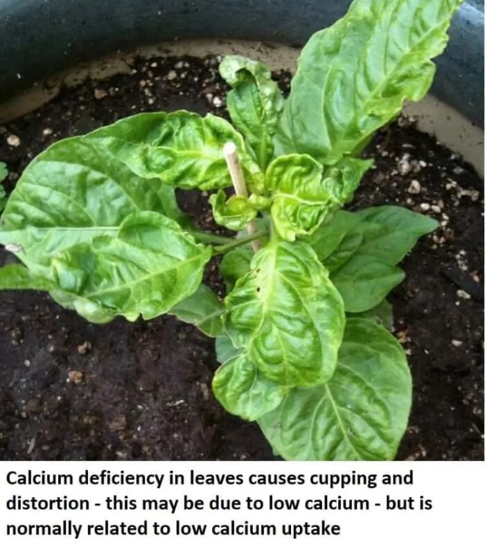 Calcium Nitrate (CaNO3) Fertilizer for Hydroponic Systems - Essential for Plant Growth and Yields