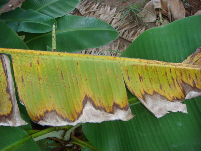 "Leaf displaying potassium deficiency symptoms with yellowing edges and brown necrotic spots.