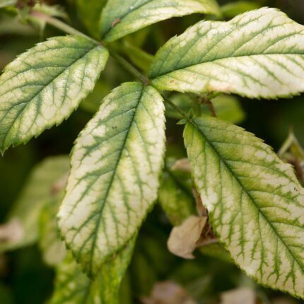 Symptoms of magnesium deficiency