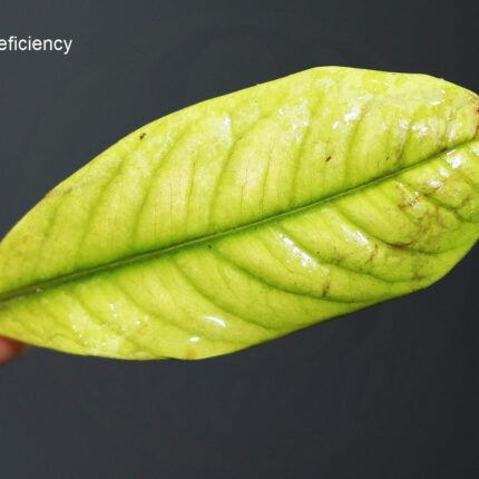 Calcium Nitrate (CaNO3) Fertilizer for Hydroponic Systems - Essential for Plant Growth and Yields