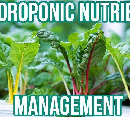 nutrient management in hydroponics