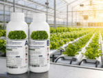 MaxGrow Hydroponic Nutrient Solution Part A and B bottles close-up for leafy greens and herbs, UAE Hydroponics