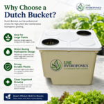Dutch Bucket Hydroponic System UAE Bato Bucket Tomatoes Cucumbers Dubai UAE Hydroponics