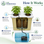 Dutch Bucket Bato Bucket Hydroponic System for Tomatoes UAE Hydroponics