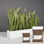 Premium Potting Soil Mix with Peatmoss, Cocopeat, and Perlite - Ideal for Indoor & Outdoor Garden Plants, General Purpose, PH Balanced Blend - Image 5