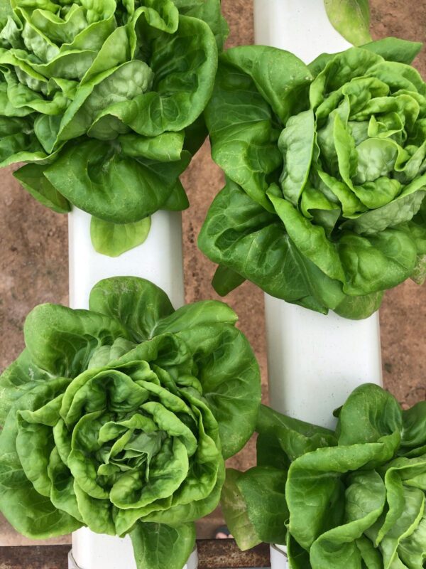 Fresh green lettuce growing in a white hydroponic tower system - aeroponic vertical garden