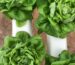 Fresh green lettuce growing in a white hydroponic tower system - aeroponic vertical garden