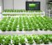 AI Hydroponics UAE: Smart Sensors for pH, EC, Water Level and Cameras
