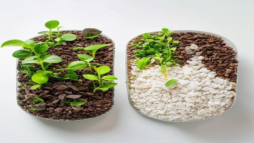 Best Hydroponic Growing Media UAE 2026 | Hydroton, Rockwool, Coco Peat Guide