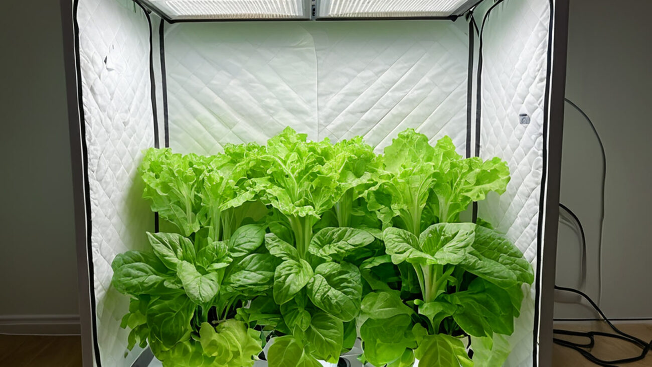 Compact indoor grow tent for a UAE apartment hydroponic setup
