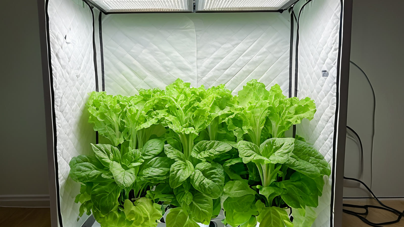 Compact indoor grow tent for a UAE apartment hydroponic setup