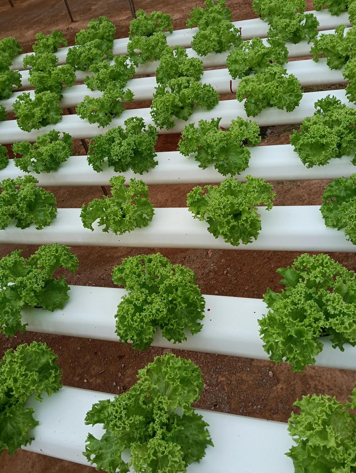 Lush green hydroponic lettuce growing in NFT channels on a hydroponic farm in the UAE