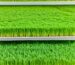 Hydroponic Fodder UAE Cost Guide: Barley, Trays, Water and ROI