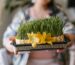 Woman holding a tray of hydroponic wheat grass sprouts - green fodder for livestock feeding