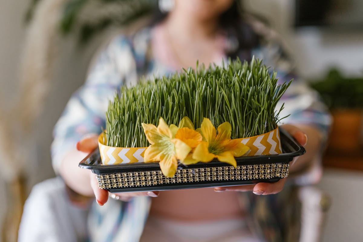 Woman holding a tray of hydroponic wheat grass sprouts - green fodder for livestock feeding
