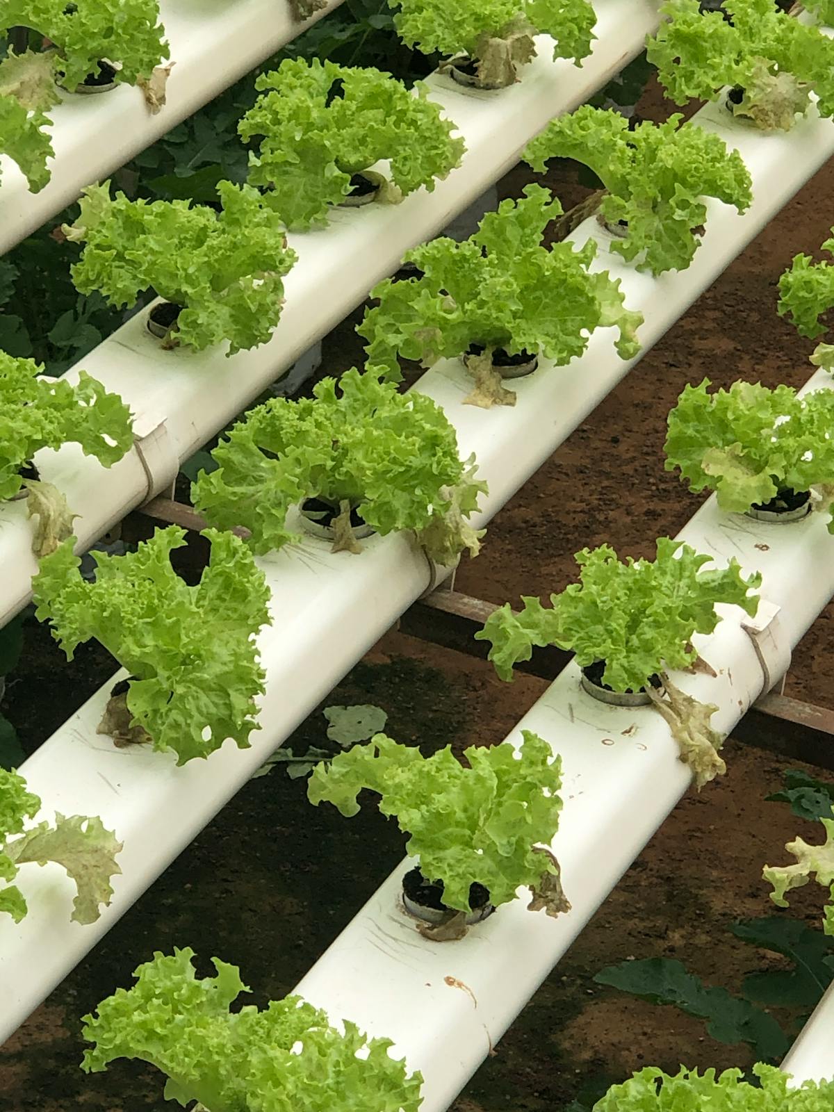Rows of green lettuce growing in white NFT hydroponic pipes - hydroponic lettuce farm