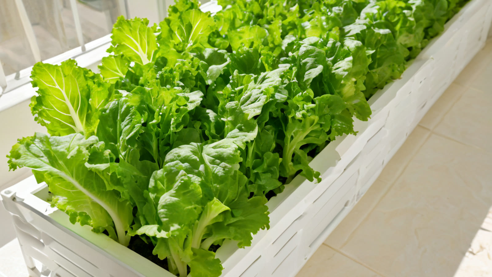 Fresh hydroponic lettuce in a compact UAE balcony system
