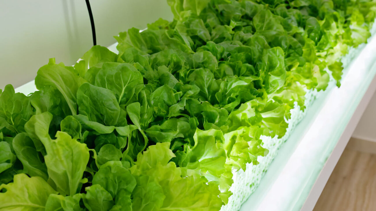 Hydroponic lettuce growing in a small UAE home setup