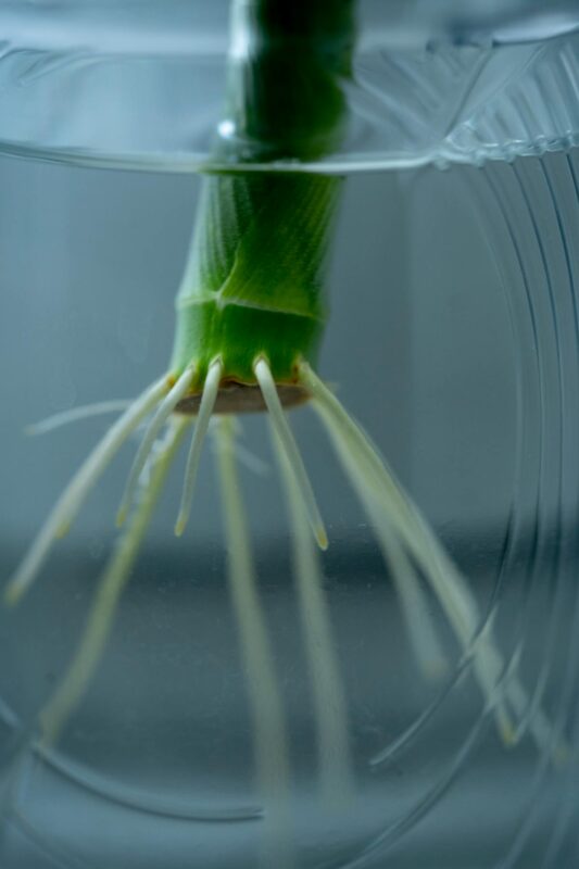 Plant roots submerged in hydroponic nutrient solution for optimal growth