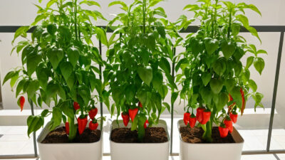 Hydroponic Peppers UAE