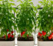 Hydroponic chillies and bell peppers growing on a UAE balcony