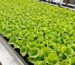 Hydroponic Pest Control UAE: Thrips, Whiteflies and Fungus Gnats Indoors