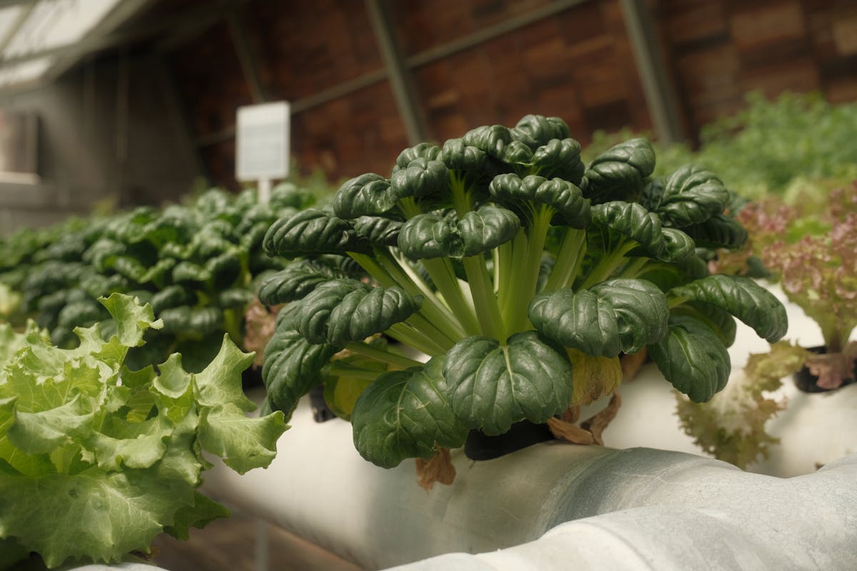 Fresh hydroponic greens growing in an indoor hydroponic system in Dubai