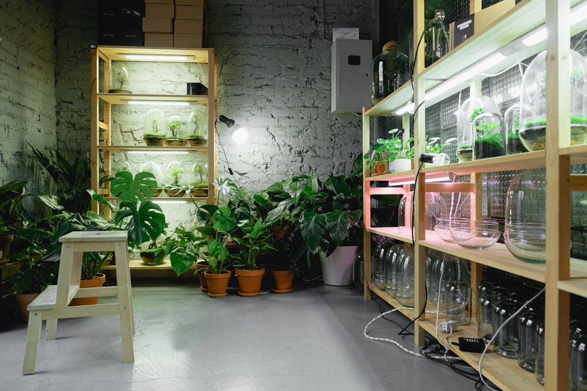 Indoor farming grow room with shelved plants under artificial lighting at home