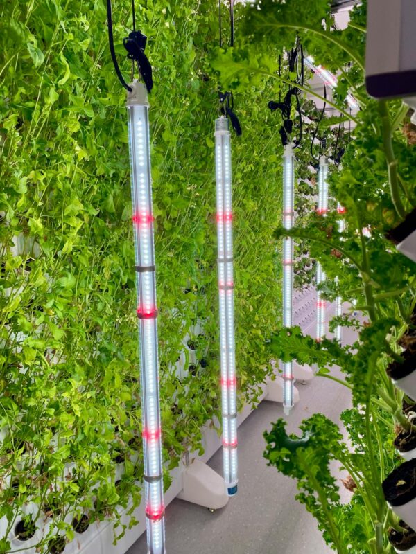 LED grow lights illuminating hydroponic plants in a vertical indoor garden setup