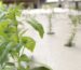 Lush green basil leaves growing in an indoor hydroponic setup - how to regrow herbs hydroponically