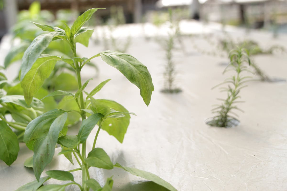 Lush green basil leaves growing in an indoor hydroponic setup - how to regrow herbs hydroponically