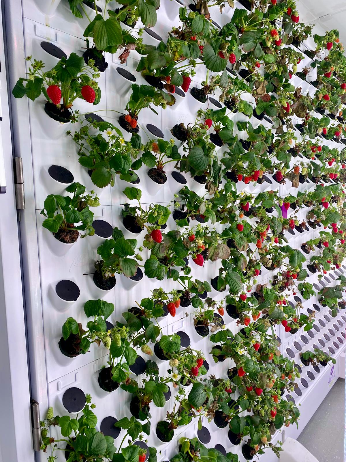 Vertical hydroponic tower growing strawberries using soilless farming technique