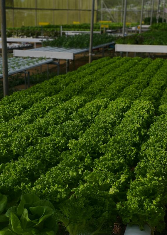 Rows of lush green lettuce growing in a sustainable hydroponic greenhouse farm