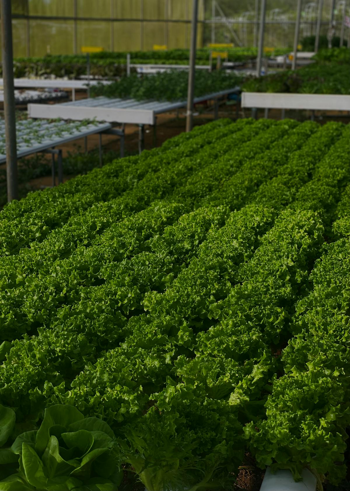 Rows of lush green lettuce growing in a sustainable hydroponic greenhouse farm