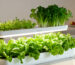 Fresh homegrown hydroponic greens for UAE food security