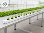 3 m NFT hydroponic channel set up on a stand in a greenhouse, growing rows of lettuce seedlings – from the 10-channel kit, UAE Hydroponics
