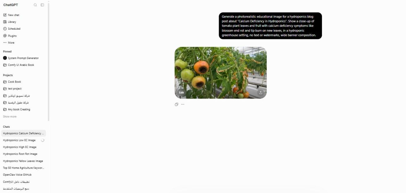 Tomato plant with calcium deficiency showing blossom end rot and leaf tip burn