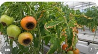 Tomato plant with calcium deficiency showing blossom end rot and leaf tip burn