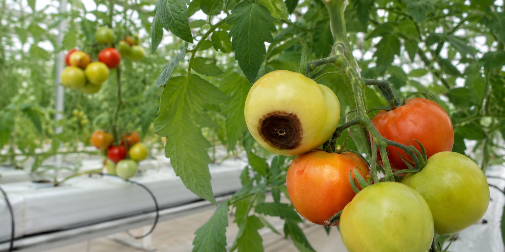 Hydroponic tomato showing blossom end rot from calcium deficiency