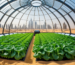 Futuristic hydroponic farm inside glass dome in UAE desert with Dubai skyline - hydroponics UAE