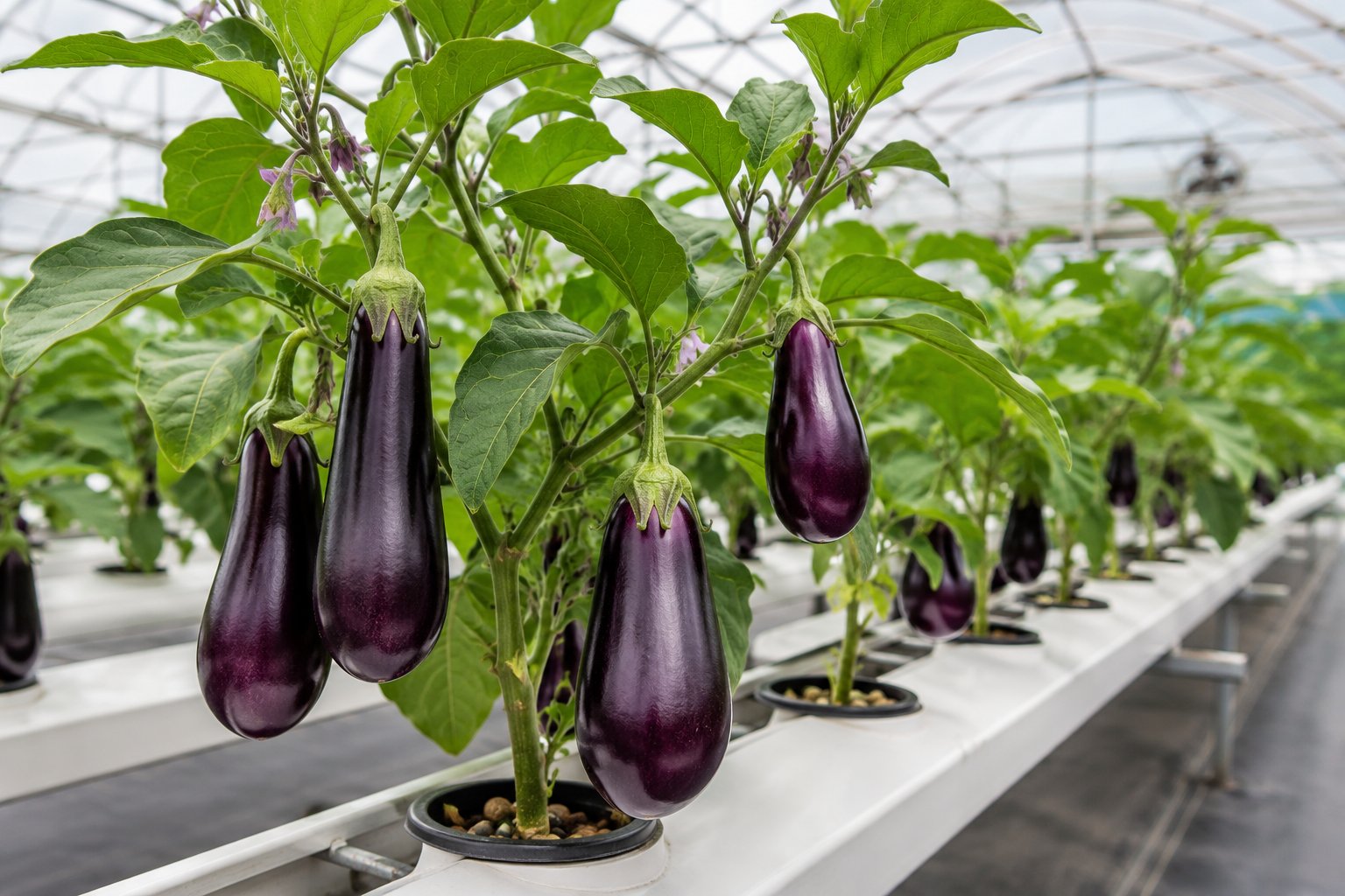 Healthy purple eggplants growing on a hydroponic plant in a greenhouse