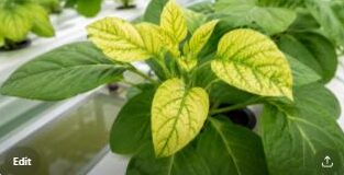 Hydroponic plant leaf showing iron chlorosis with yellow tissue and green veins